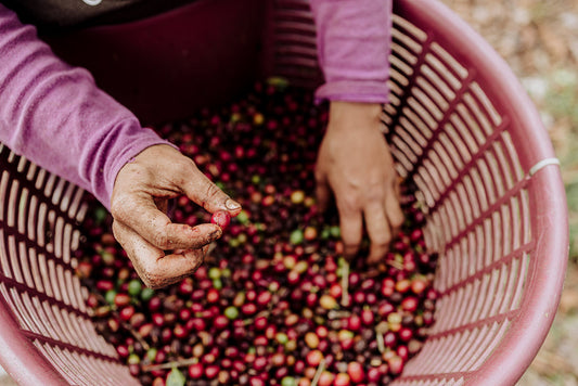 The Market in your Mug - how coffee price rises will affect your morning brew