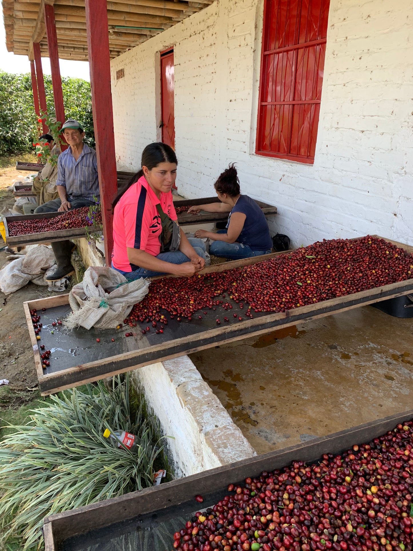 Supreme Coffee: Colombia Jairo Arcila - Papayo