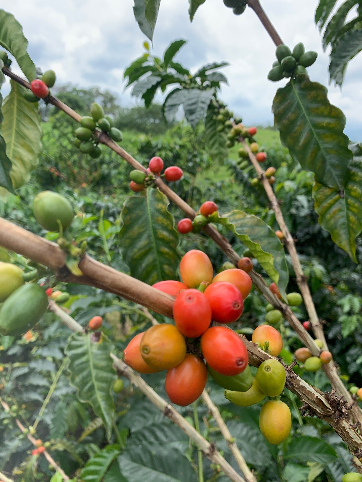 Supreme Coffee: Colombia Jairo Arcila - Papayo