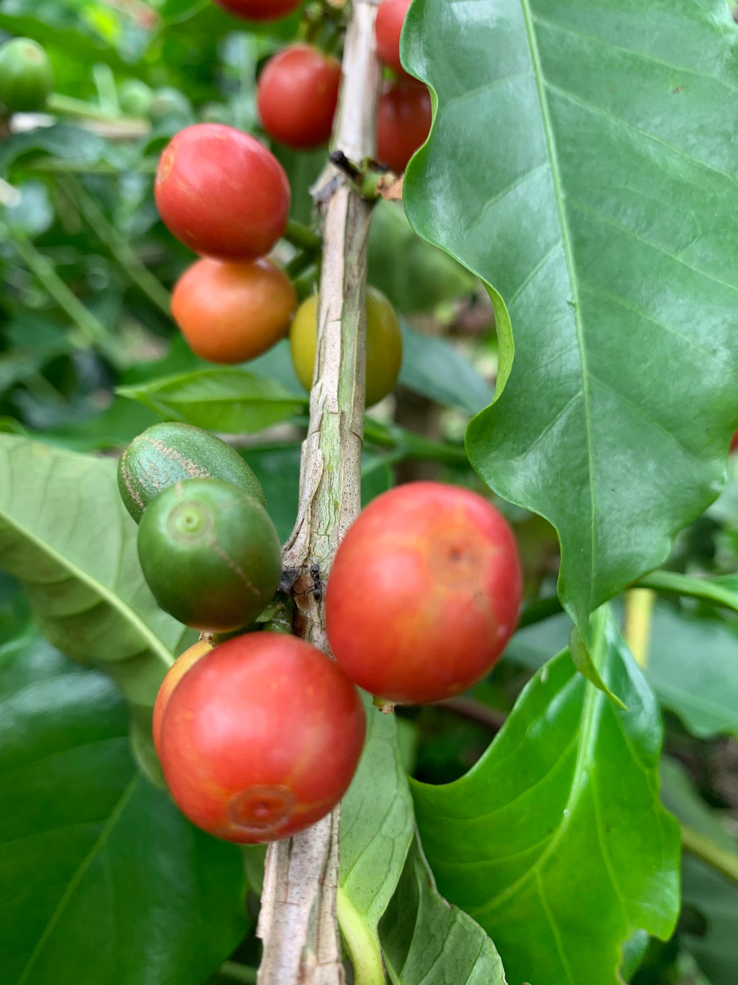 Supreme Coffee: Colombia Jairo Arcila - Papayo